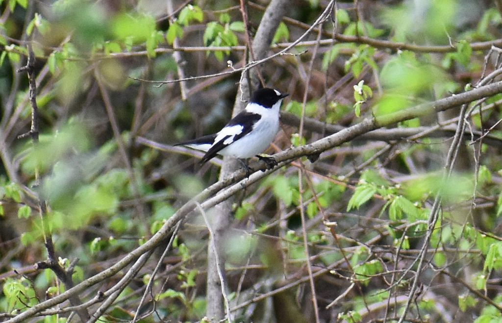 Balia dal collare (Ficedula albicollis)